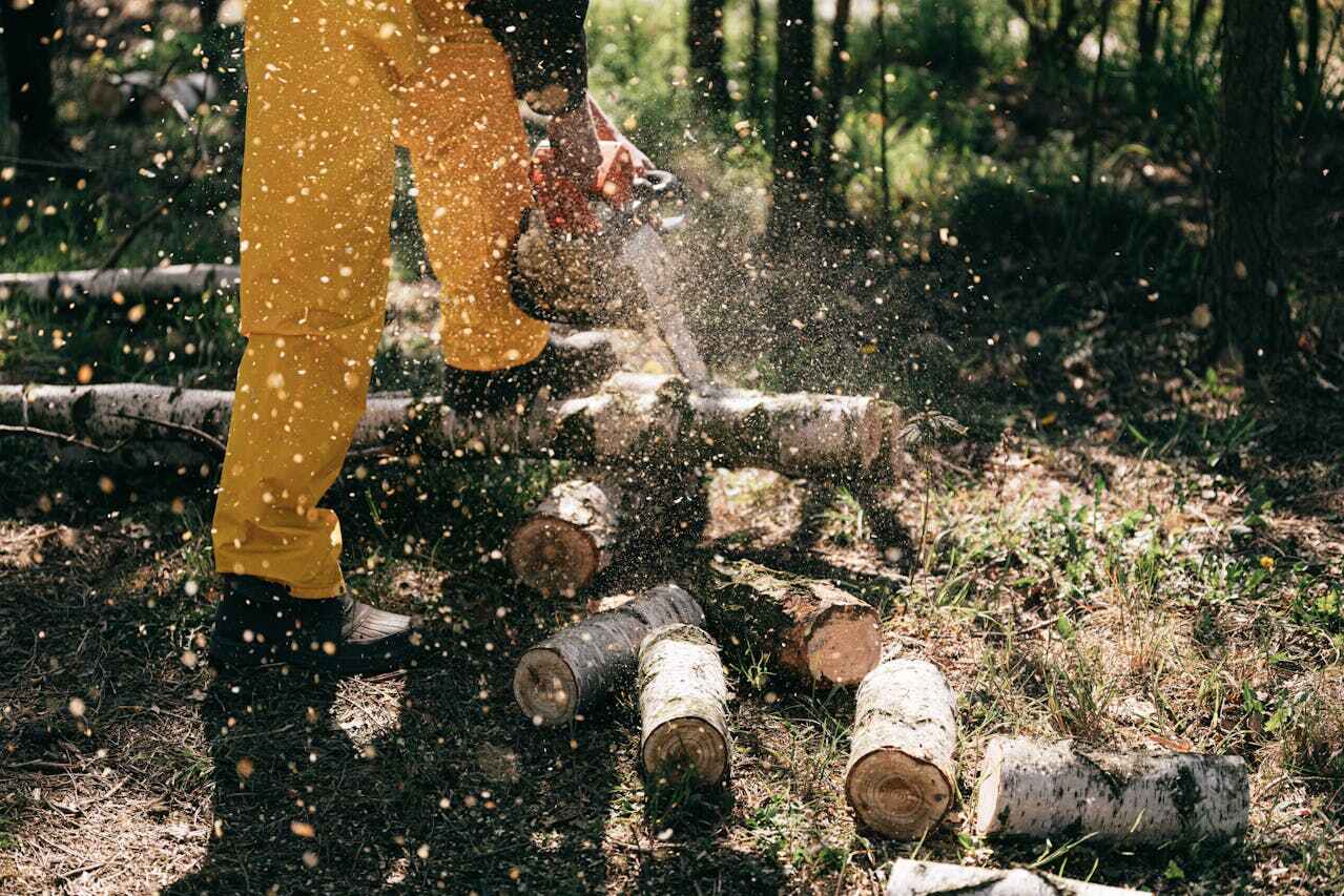 Best Tree Branch Trimming  in Holmes Beach, FL